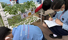 綠色科技——水耕種植