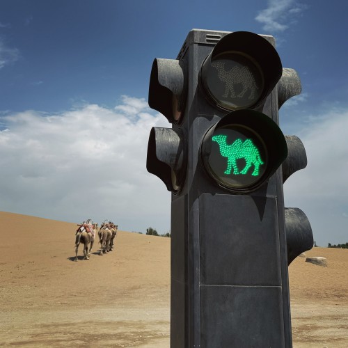 骆驼交通灯