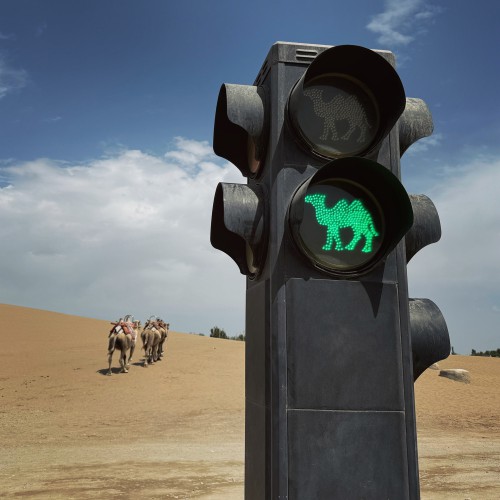 駱駝交通燈